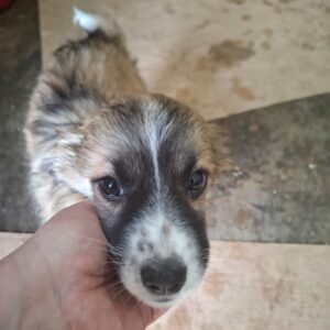KALLY (♂) - reserviert Tierhilfe Lebenswert DR 25.05.26