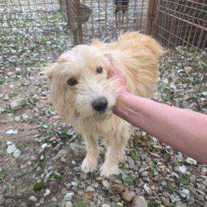 KIMBA (♂) - reserviert Tierhilfe Lebenswert DR 29.05.