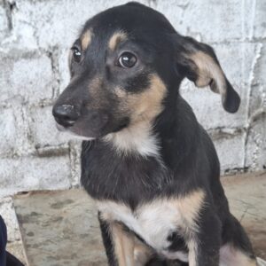 LEAH (♀) - reserviert Tierhilfe Lebenswert DR 12.06.25