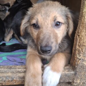 MARVO (♂) - reserviert Tierhilfe Lebenswert DR 29.05.