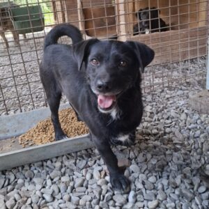 MEYLO (♂) - reserviert Tierhilfe Lebenswert DR 29.05.