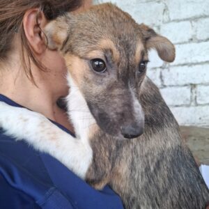 MARY (♀) - reserviert Tierhilfe Lebenswert DR 12.06.25