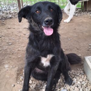 RIKA (♀) - reserviert Tierhilfe Lebenswert DR 31.05.26