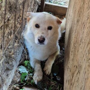 SOFTY (♂) - reserviert Tierhilfe Lebenswert DR 31.05.26