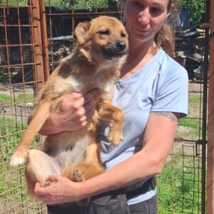 TRACEY (♀) - reserviert Tierhilfe Lebenswert DR 29.05.