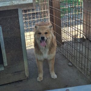 XENIA (♀) - reserviert Tierhilfe Lebenswert DR 13.06.26