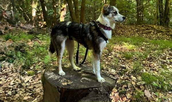 LORELEI (♀) in 63654 Büdingen - vermittelt – Bild 6
