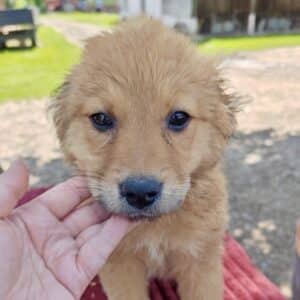H1PLK592 (♀)