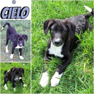 CIELO (♂) in 55595 Gebroth