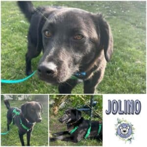 JOLINO (♂) in 97953 Königheim