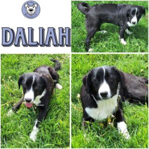 DALIAH (♀) in 55595 Gebroth
