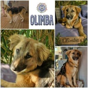 OLIMBA (♀) in 38640 Goslar - reserviert