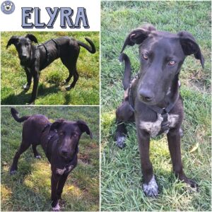 ELYRA (♀) in 55595 Gebroth
