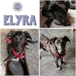 ELYRA (♀) in 55595 Gebroth