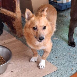 FREDDI (♂) - reserviert Tierhilfe Lebenswert DR 27.05.26