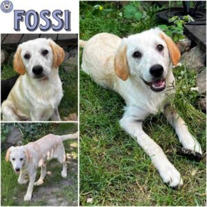 FOSSI (♂) in 92637 Weiden
