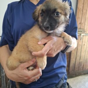 ISABELLA (♀) - reserviert Tierhilfe Lebenswert DR 27.05.26