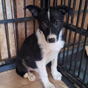 JESSI (♀) - reserviert Tierhilfe Lebenswert (28.05. AM)
