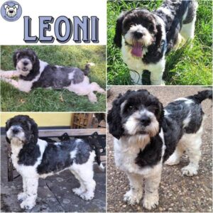LEONI (♀) in 55595 Gebroth