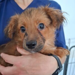 MATJES (♂) - reserviert Tierhilfe Lebenswert DR 27.05.26