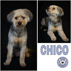 CHICO (♂) in 42781 Haan