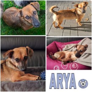 ARYA (♀) in 24837 Schleswig