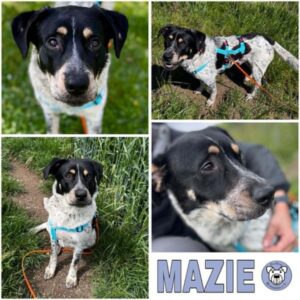 MAZIE (♀) in 56751 Polch