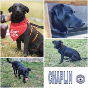 CHAPLIN (♂) in 74214 Schöntal