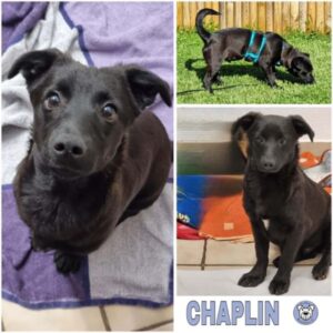 CHAPLIN (♂) in 74214 Schöntal