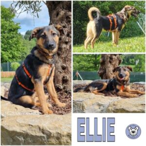 ELLIE (♀) in 74214 Schöntal