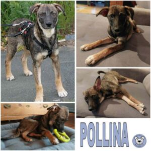 POLLINA (♀) in 91242 Ottensoos