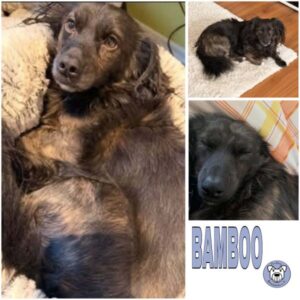 BAMBOO (♂) 98673 Auengrund