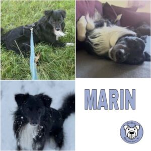 MARIN (♂) in 98673 Auengrund