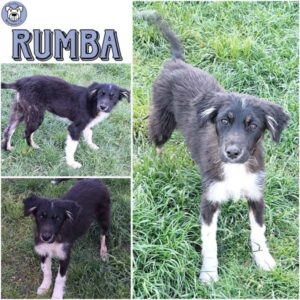 RUMBA (♀) in 55595 Gebroth