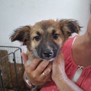 SKAI (♀) - reserviert Tierhilfe Lebenswert DR 27.05.26