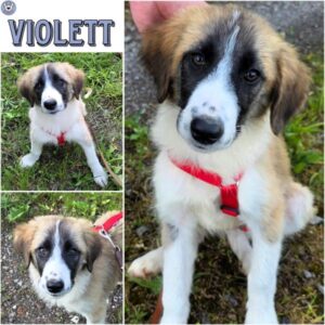 VIOLETT (♀) in 55595 Gebroth