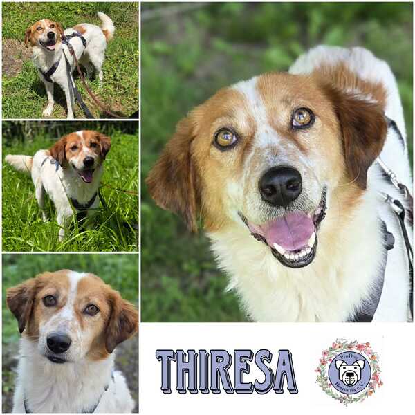 THIRESA (♀) in 42555 Velbert-Langenberg - vermittelt