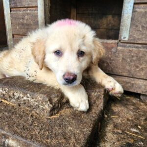 NAIKO (♂) – reserviert Step by Paw (AL 22.06.)