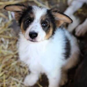 MINNIE (♀)Interessenten vorhanden - MD 23.6.2026