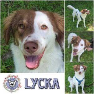 LYCKA (♀) in 42555 Velbert-Langenberg