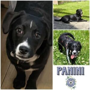 PANINI (♂)  in 53773 Hennef