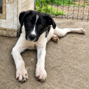 BRIANNA (♀) - reserviert Tierhilfe Lebenswert (12.08. AM)