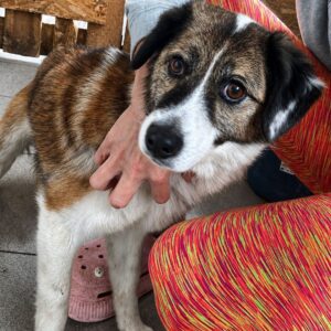 CASSIE (♀) - reist auf PDR-PS in PLZ 55 (SD 10.6.)