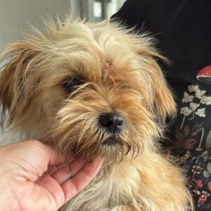 SHAREE (♀) - reist auf Pflegestelle PLZ 21 - SE 04.06.