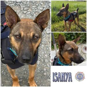 ISANYA (♀) in 63543 Neuberg