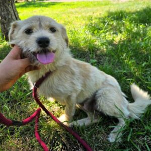 INGRI (♀) - NOTFALL - Zaunkletterer - sollte zeitnah reisen! - reserviert Tierhilfe Lebenswert DR 01.07.26