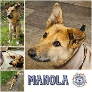 MANOLA (♀) in 78089 Unterkirnach