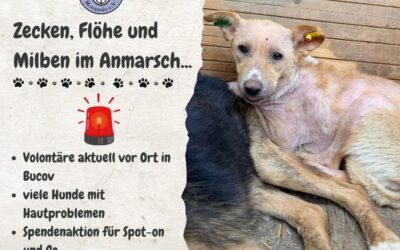 ⚠️ Spendenaktion für Zecken & Milbenschutz – Bitte helft mit!