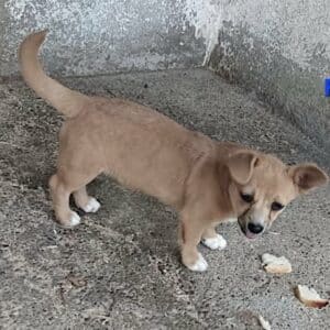 MIEKE (♀) - reist auf PDR-PS in PLZ 55 (SD 4.6.)