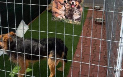 Adoptionsevent in Baile mit Tierärztin Andrea 🐶